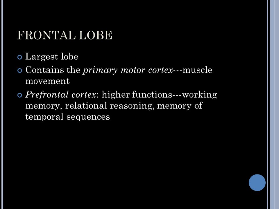 FRONTAL LOBE Largest lobe Contains the primary motor cortex ---muscle movement Prefrontal cortex : higher functions---working memory, relational reasoning, memory of temporal sequences