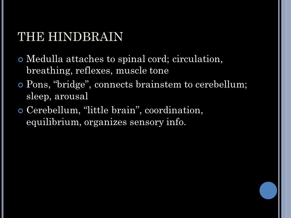 THE HINDBRAIN Medulla attaches to spinal cord; circulation, breathing, reflexes, muscle tone Pons, bridge , connects brainstem to cerebellum; sleep, arousal Cerebellum, little brain , coordination, equilibrium, organizes sensory info.