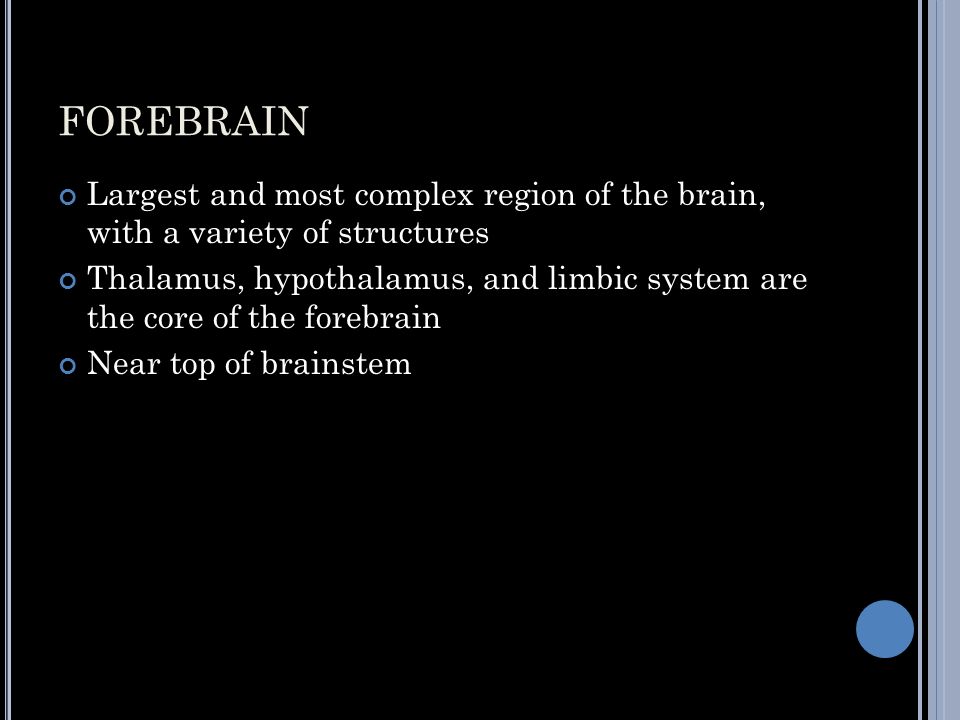 FOREBRAIN Largest and most complex region of the brain, with a variety of structures Thalamus, hypothalamus, and limbic system are the core of the forebrain Near top of brainstem