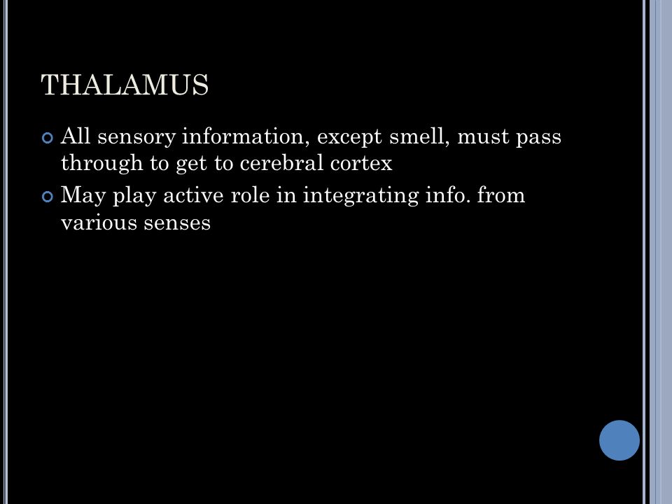 THALAMUS All sensory information, except smell, must pass through to get to cerebral cortex May play active role in integrating info.