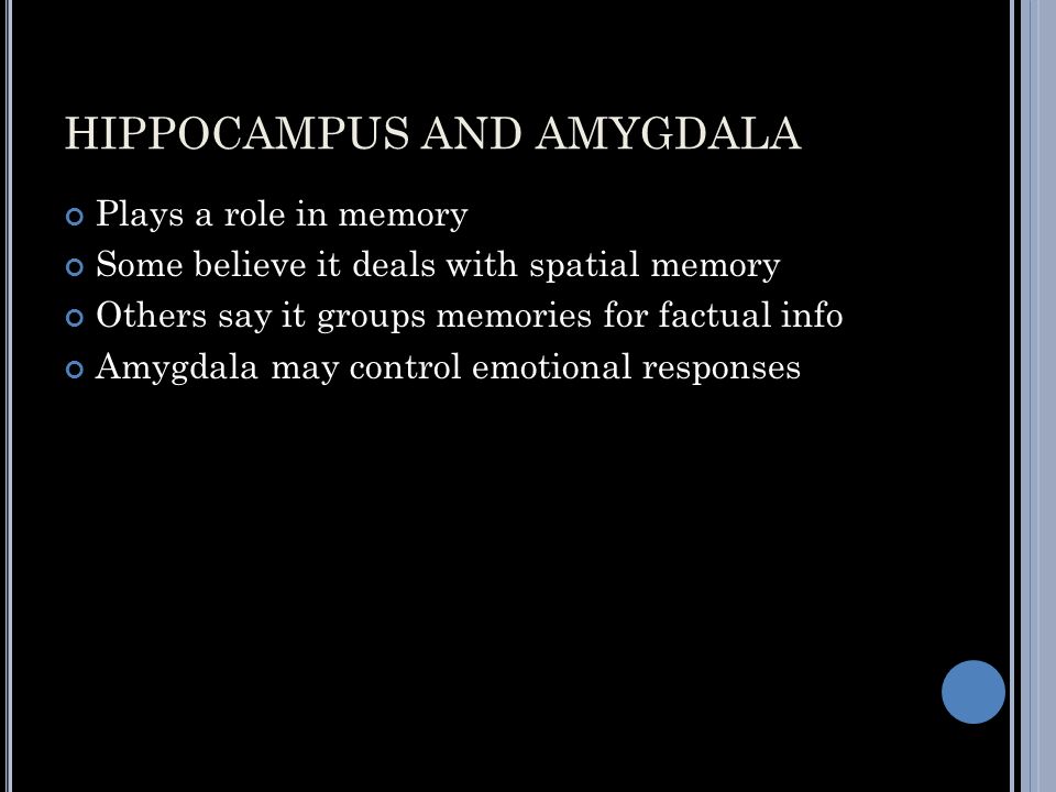 HIPPOCAMPUS AND AMYGDALA Plays a role in memory Some believe it deals with spatial memory Others say it groups memories for factual info Amygdala may control emotional responses