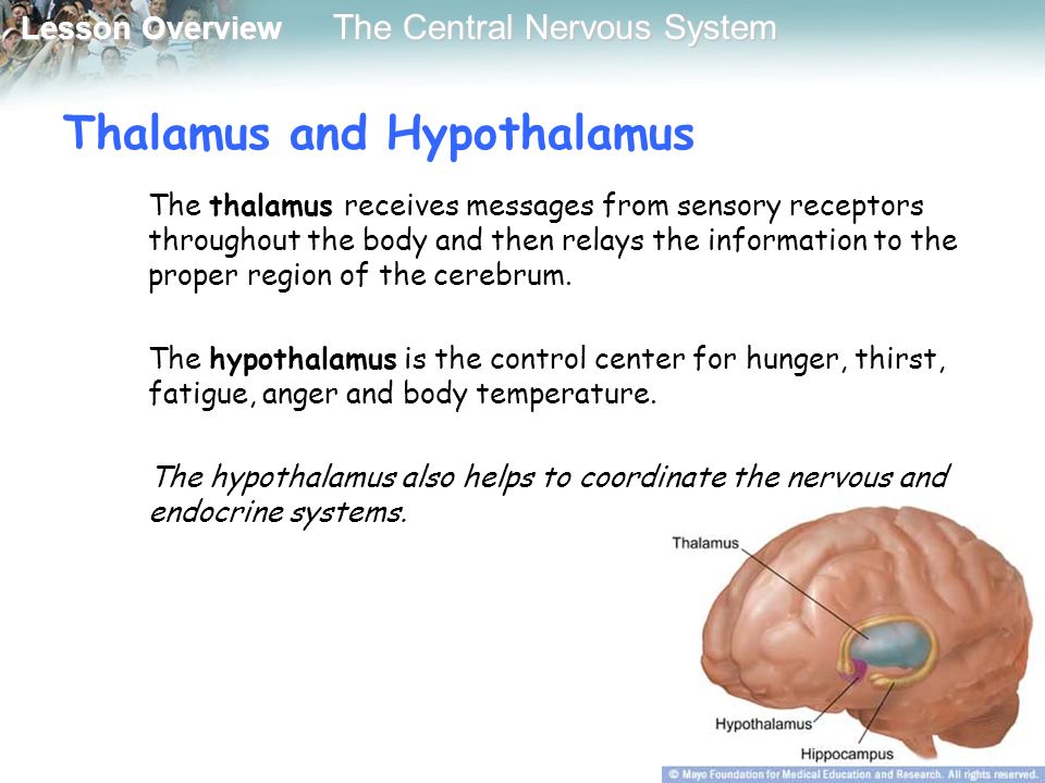 Lesson Overview Lesson Overview The Central Nervous System Thalamus and Hypothalamus The thalamus receives messages from sensory receptors throughout the body and then relays the information to the proper region of the cerebrum.