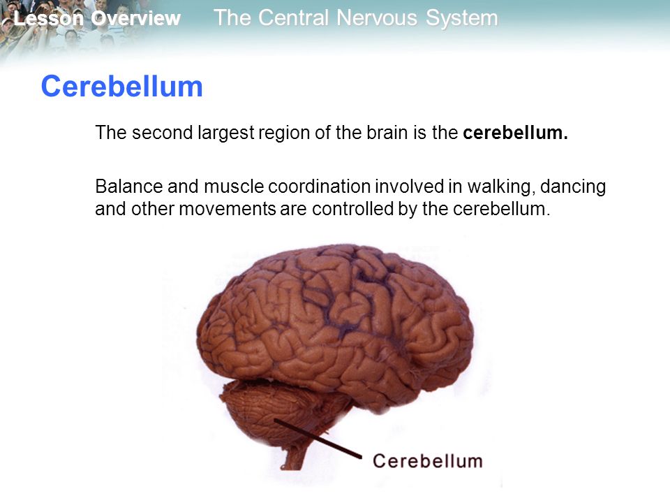 Lesson Overview Lesson Overview The Central Nervous System Cerebellum The second largest region of the brain is the cerebellum.