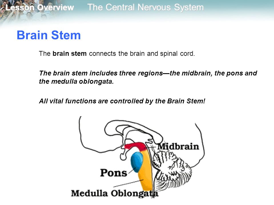 Lesson Overview Lesson Overview The Central Nervous System Brain Stem The brain stem connects the brain and spinal cord.