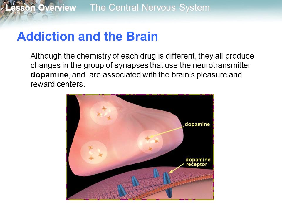 Lesson Overview Lesson Overview The Central Nervous System Addiction and the Brain Although the chemistry of each drug is different, they all produce changes in the group of synapses that use the neurotransmitter dopamine, and are associated with the brain’s pleasure and reward centers.