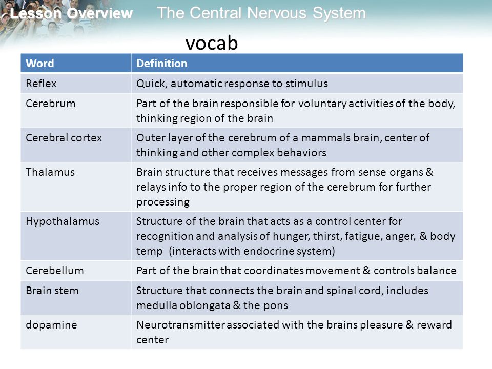 Lesson Overview Lesson Overview The Central Nervous System vocab WordDefinition ReflexQuick, automatic response to stimulus CerebrumPart of the brain responsible for voluntary activities of the body, thinking region of the brain Cerebral cortexOuter layer of the cerebrum of a mammals brain, center of thinking and other complex behaviors ThalamusBrain structure that receives messages from sense organs & relays info to the proper region of the cerebrum for further processing HypothalamusStructure of the brain that acts as a control center for recognition and analysis of hunger, thirst, fatigue, anger, & body temp (interacts with endocrine system) CerebellumPart of the brain that coordinates movement & controls balance Brain stemStructure that connects the brain and spinal cord, includes medulla oblongata & the pons dopamineNeurotransmitter associated with the brains pleasure & reward center