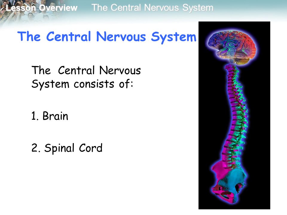 Lesson Overview Lesson Overview The Central Nervous System The Central Nervous System consists of: 1.