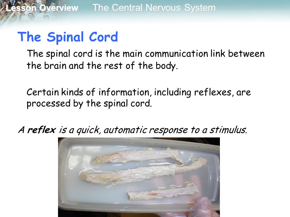 Lesson Overview Lesson Overview The Central Nervous System The Spinal Cord The spinal cord is the main communication link between the brain and the rest of the body.