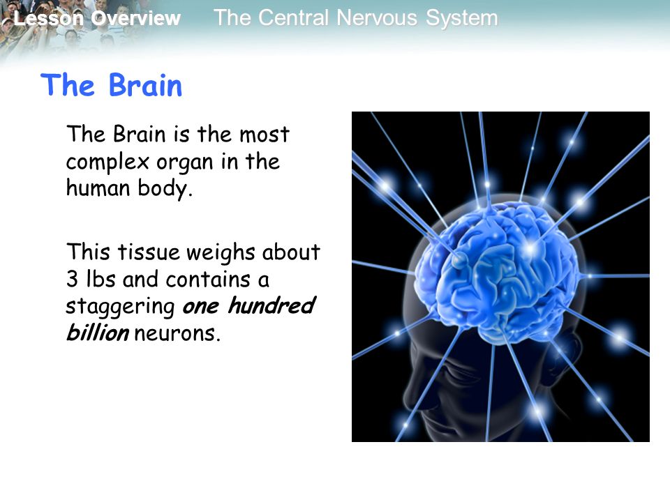 Lesson Overview Lesson Overview The Central Nervous System The Brain The Brain is the most complex organ in the human body.