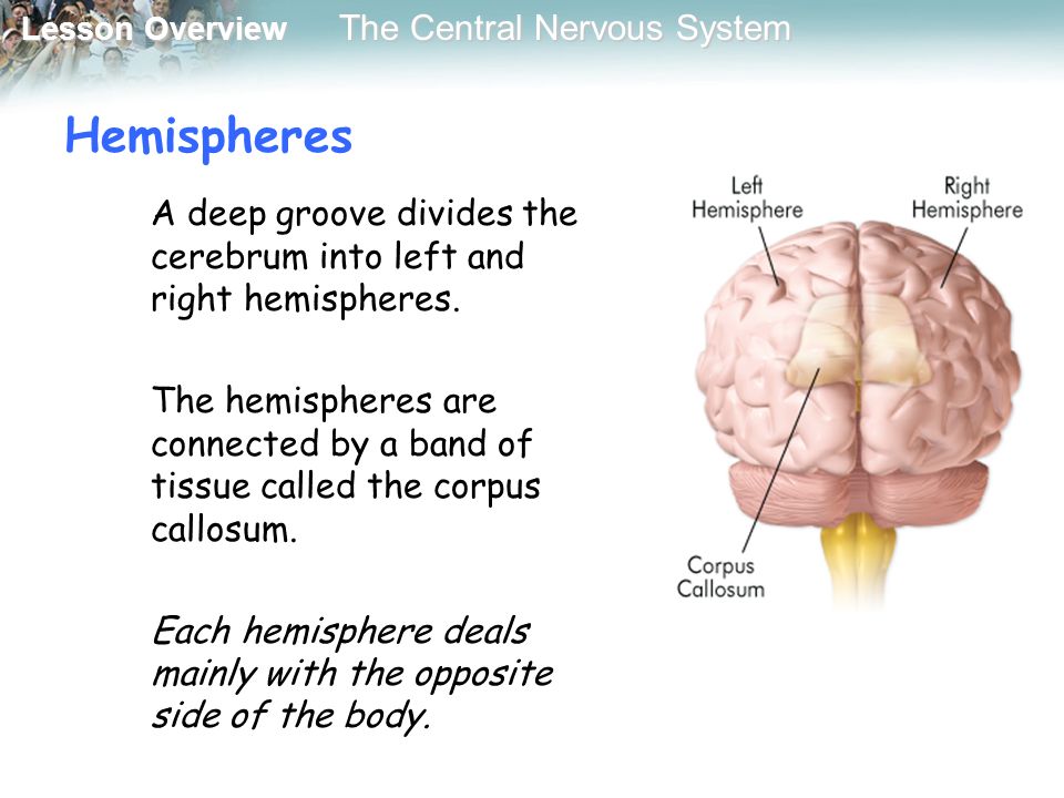 Lesson Overview Lesson Overview The Central Nervous System Hemispheres A deep groove divides the cerebrum into left and right hemispheres.