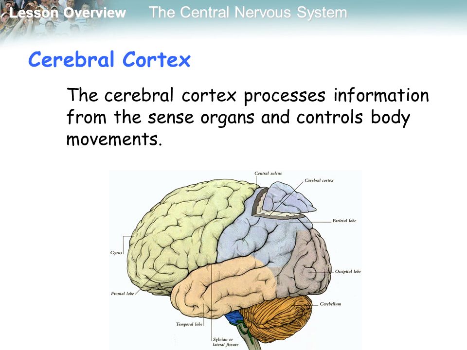 Lesson Overview Lesson Overview The Central Nervous System Cerebral Cortex The cerebral cortex processes information from the sense organs and controls body movements.