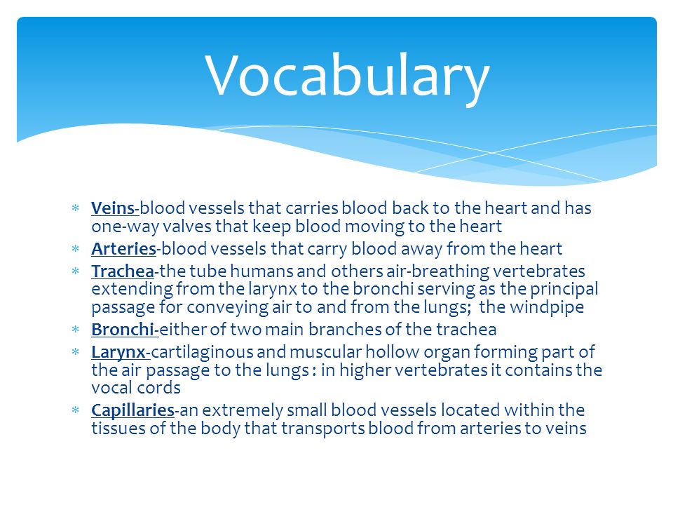  Veins-blood vessels that carries blood back to the heart and has one-way valves that keep blood moving to the heart  Arteries-blood vessels that carry blood away from the heart  Trachea-the tube humans and others air-breathing vertebrates extending from the larynx to the bronchi serving as the principal passage for conveying air to and from the lungs; the windpipe  Bronchi-either of two main branches of the trachea  Larynx-cartilaginous and muscular hollow organ forming part of the air passage to the lungs : in higher vertebrates it contains the vocal cords  Capillaries-an extremely small blood vessels located within the tissues of the body that transports blood from arteries to veins Vocabulary