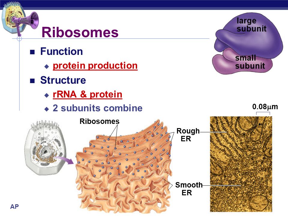 ap biology from gene to protein how genes work ppt download combines with protein to form the 2 ribosomal subunits