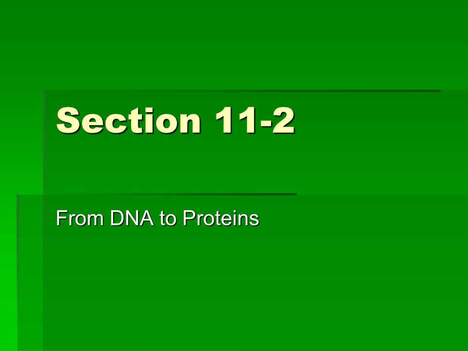 Section 11-2 From DNA to Proteins