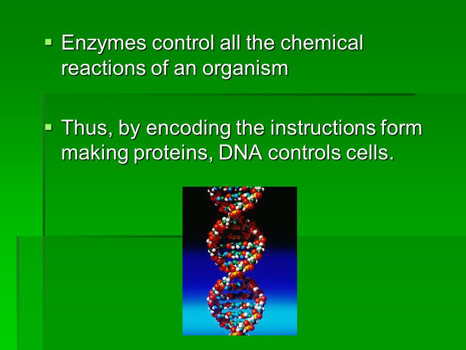  Enzymes control all the chemical reactions of an organism  Thus, by encoding the instructions form making proteins, DNA controls cells.
