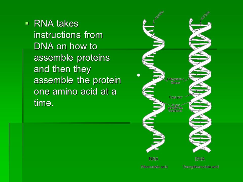  RNA takes instructions from DNA on how to assemble proteins and then they assemble the protein one amino acid at a time.