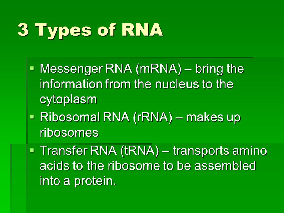 3 Types of RNA  Messenger RNA (mRNA) – bring the information from the nucleus to the cytoplasm  Ribosomal RNA (rRNA) – makes up ribosomes  Transfer RNA (tRNA) – transports amino acids to the ribosome to be assembled into a protein.