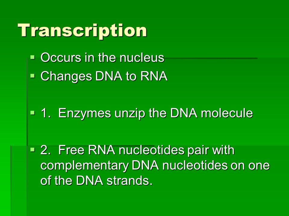 Transcription  Occurs in the nucleus  Changes DNA to RNA  1.
