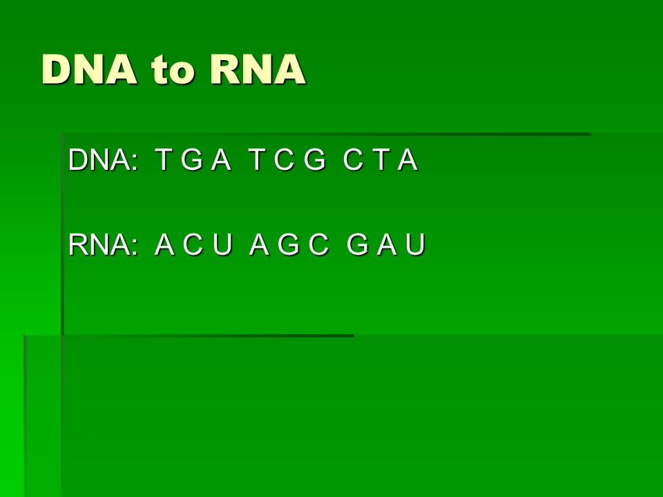 DNA to RNA DNA: T G A T C G C T A RNA: A C U A G C G A U