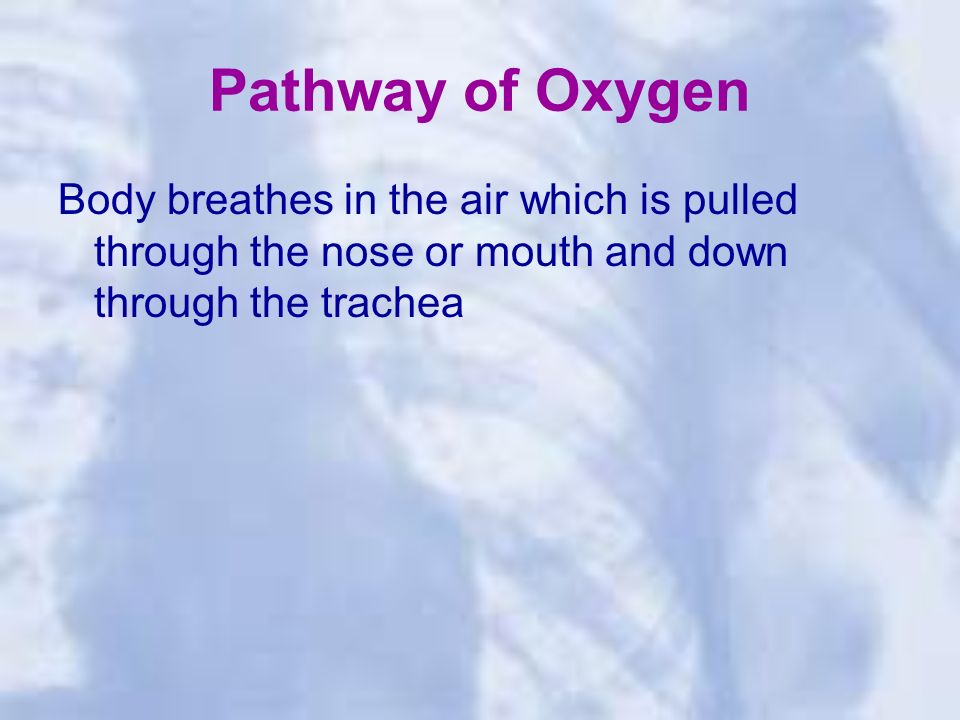 Pathway of Oxygen Body breathes in the air which is pulled through the nose or mouth and down through the trachea