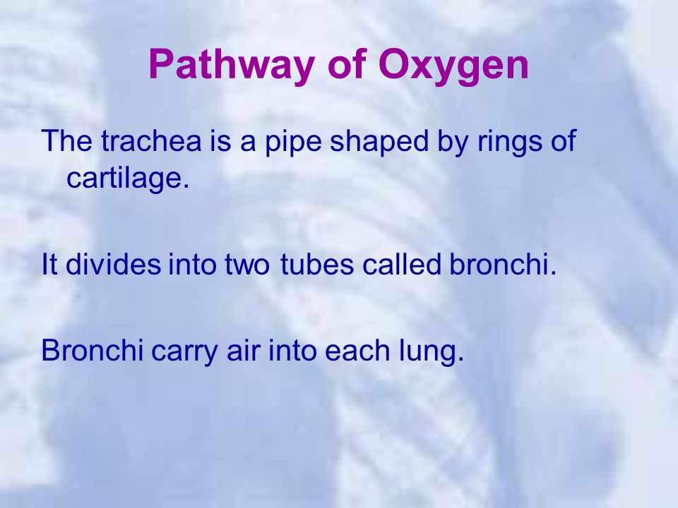 Pathway of Oxygen The trachea is a pipe shaped by rings of cartilage.
