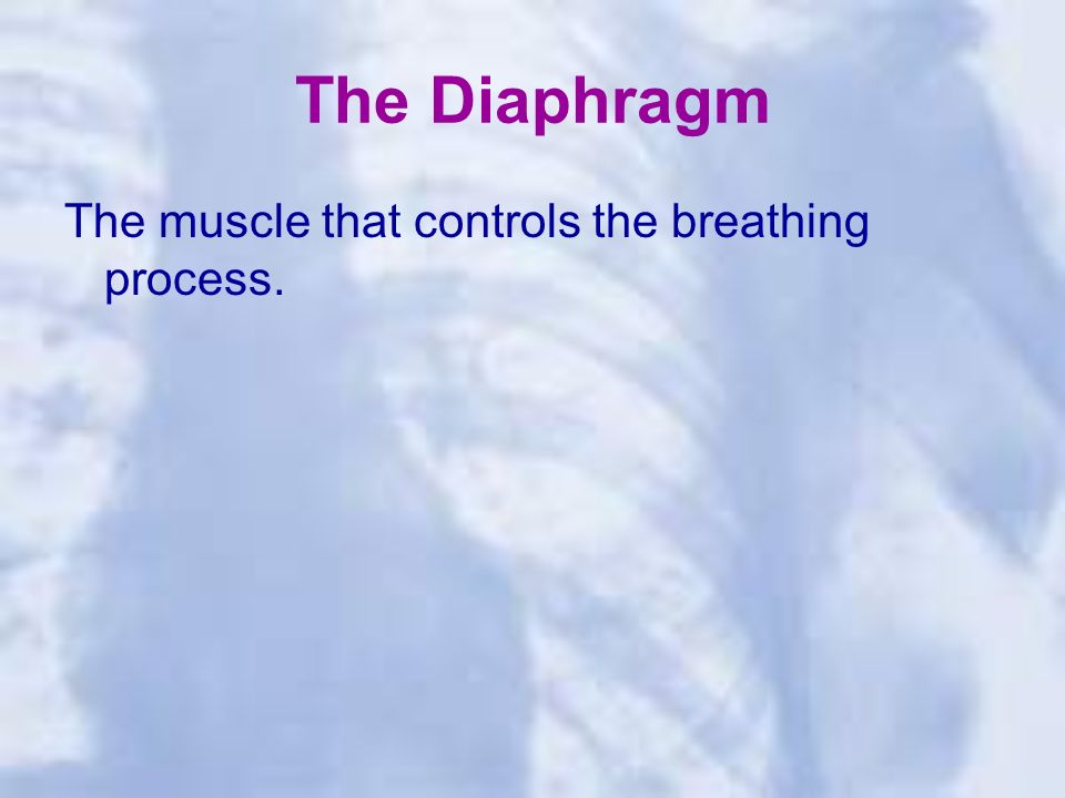 The Diaphragm The muscle that controls the breathing process.