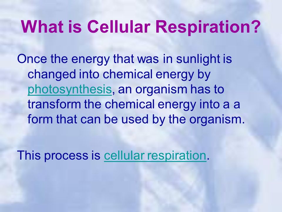 What is Cellular Respiration.