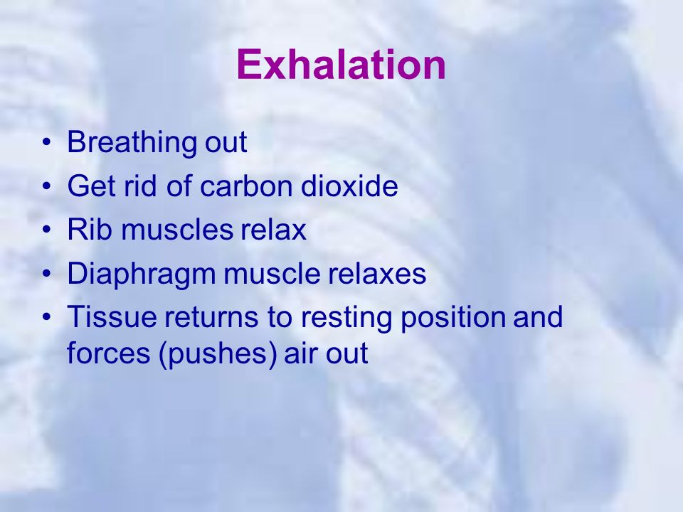 Exhalation Breathing out Get rid of carbon dioxide Rib muscles relax Diaphragm muscle relaxes Tissue returns to resting position and forces (pushes) air out