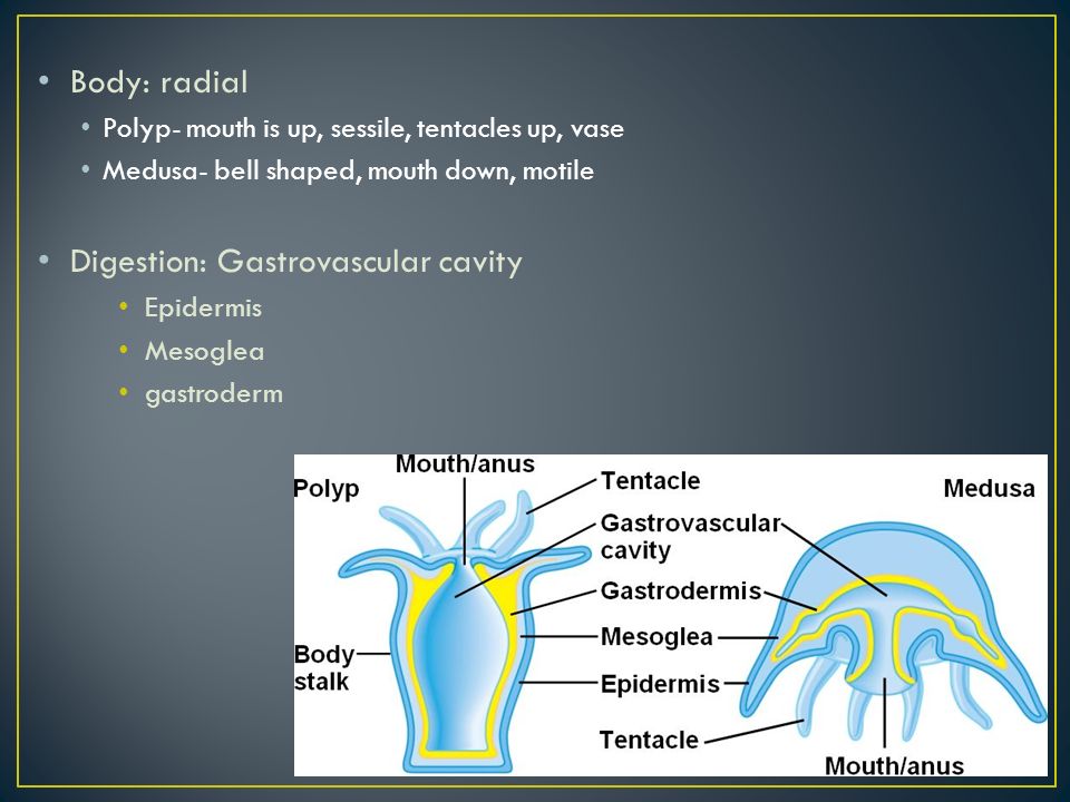 Body: radial Polyp- mouth is up, sessile, tentacles up, vase Medusa- bell shaped, mouth down, motile Digestion: Gastrovascular cavity Epidermis Mesoglea gastroderm