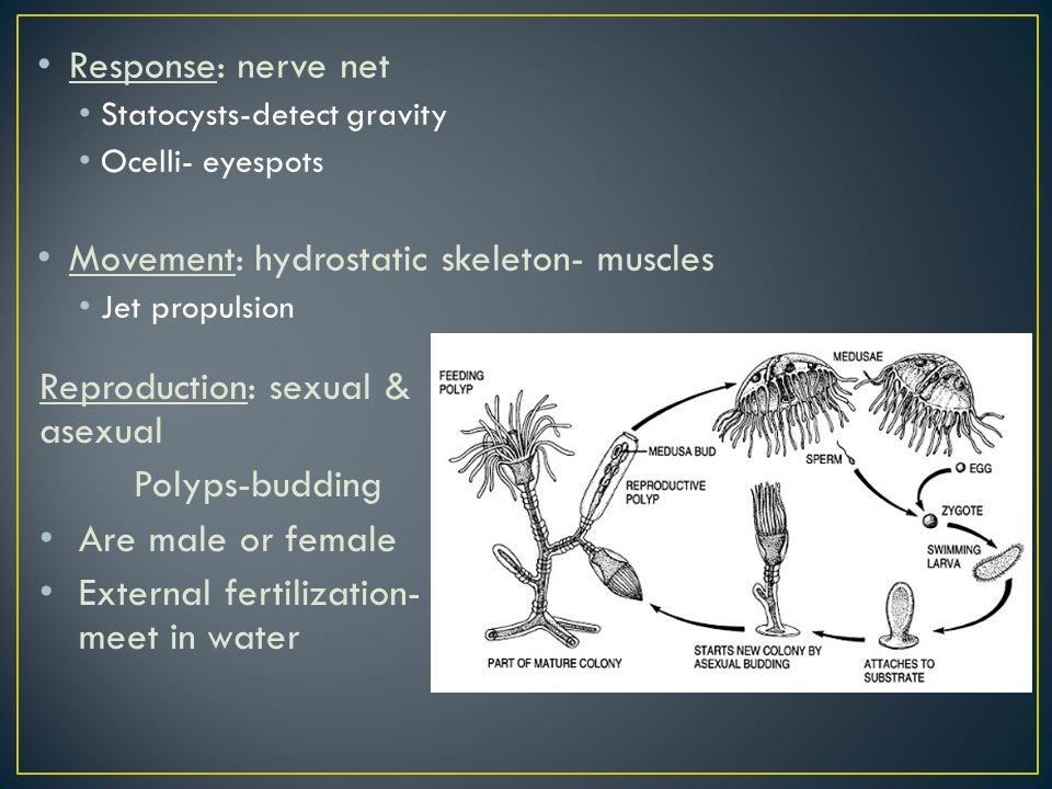Response: nerve net Statocysts-detect gravity Ocelli- eyespots Movement: hydrostatic skeleton- muscles Jet propulsion Reproduction: sexual & asexual Polyps-budding Are male or female External fertilization- meet in water