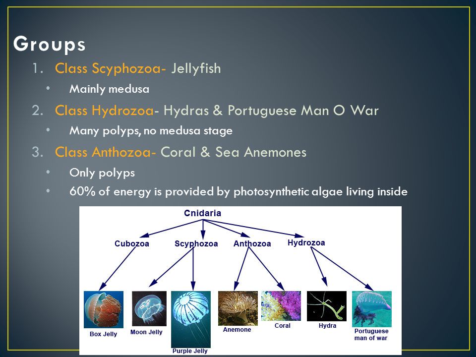 1.Class Scyphozoa- Jellyfish Mainly medusa 2.Class Hydrozoa- Hydras & Portuguese Man O War Many polyps, no medusa stage 3.Class Anthozoa- Coral & Sea Anemones Only polyps 60% of energy is provided by photosynthetic algae living inside