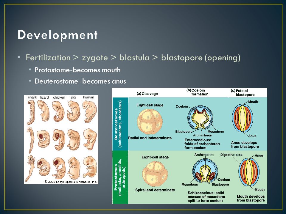 Fertilization > zygote > blastula > blastopore (opening) Protostome-becomes mouth Deuterostome- becomes anus