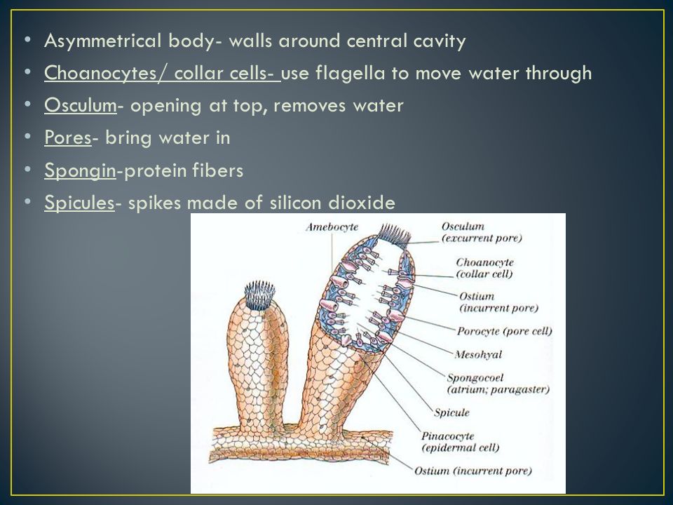 Asymmetrical body- walls around central cavity Choanocytes/ collar cells- use flagella to move water through Osculum- opening at top, removes water Pores- bring water in Spongin-protein fibers Spicules- spikes made of silicon dioxide