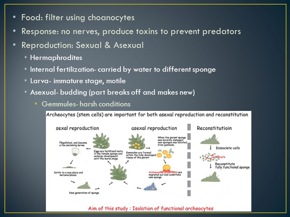 Food: filter using choanocytes Response: no nerves, produce toxins to prevent predators Reproduction: Sexual & Asexual Hermaphrodites Internal fertilization- carried by water to different sponge Larva- immature stage, motile Asexual- budding (part breaks off and makes new) Gemmules- harsh conditions