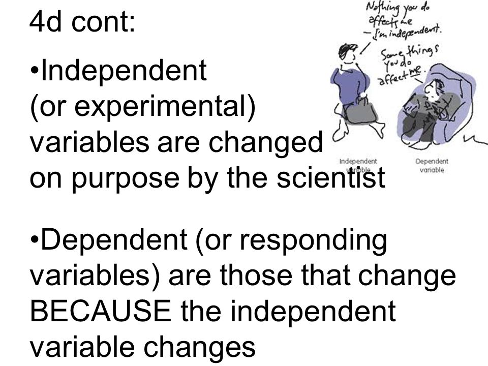 4d cont: Independent (or experimental) variables are changed on purpose by the scientist Dependent (or responding variables) are those that change BECAUSE the independent variable changes