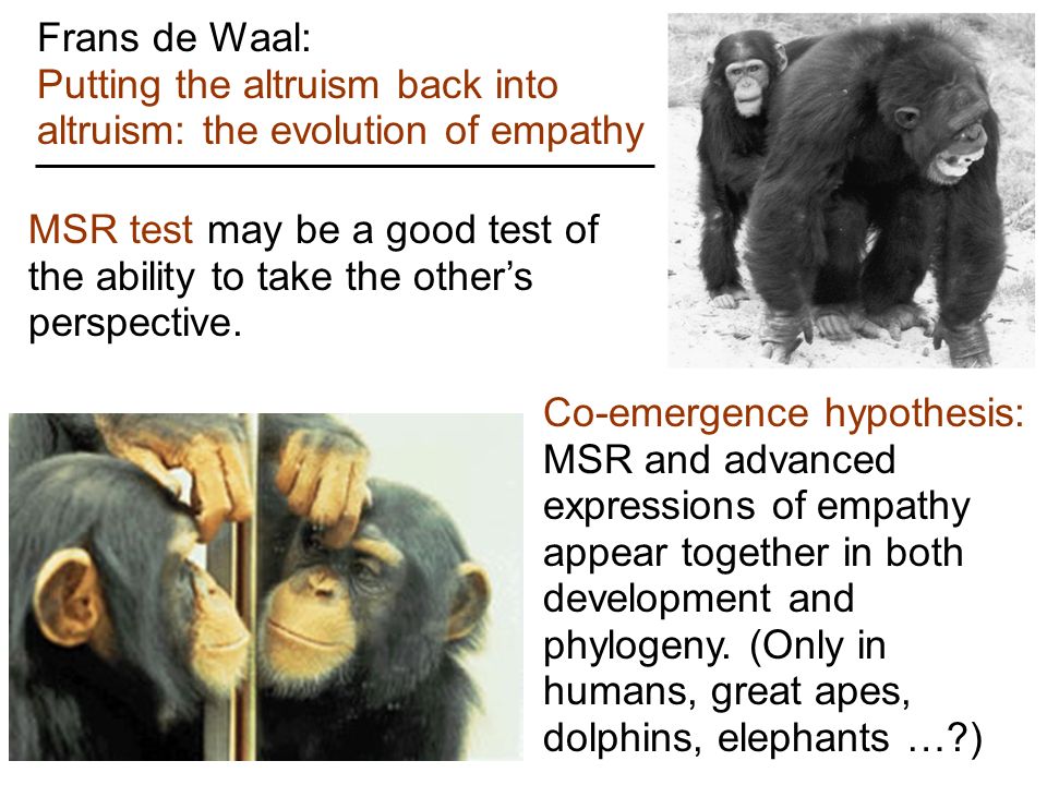 Frans De Waal De Waal On ABC De Waal On Ted. Reciprocity Empathy - 960x720 - jpeg Evolution Of Empathy