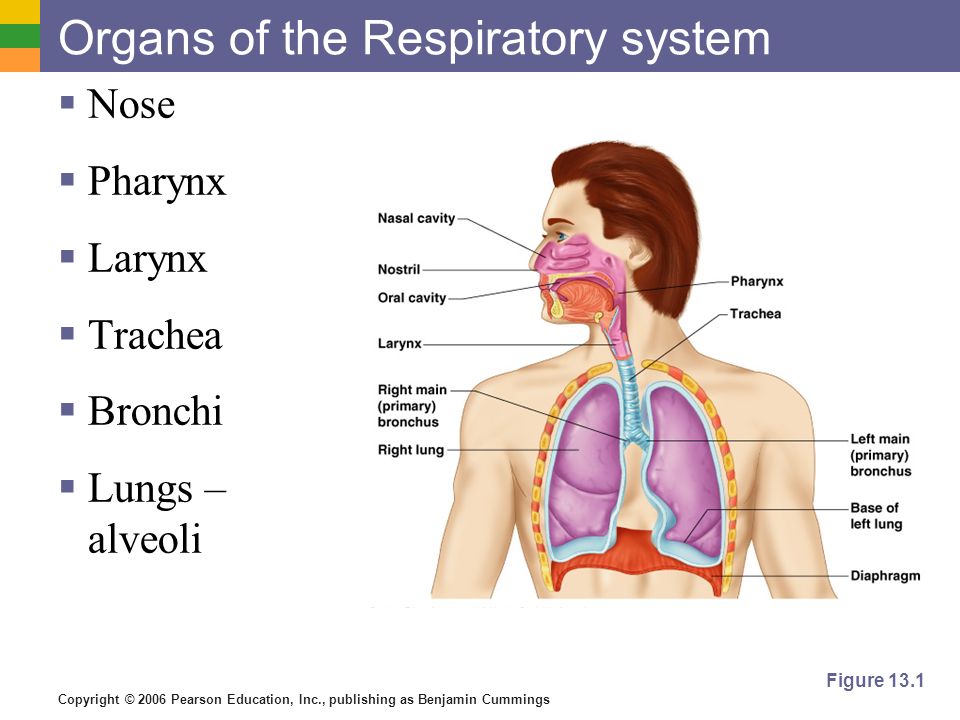 respiratory system powerpoint