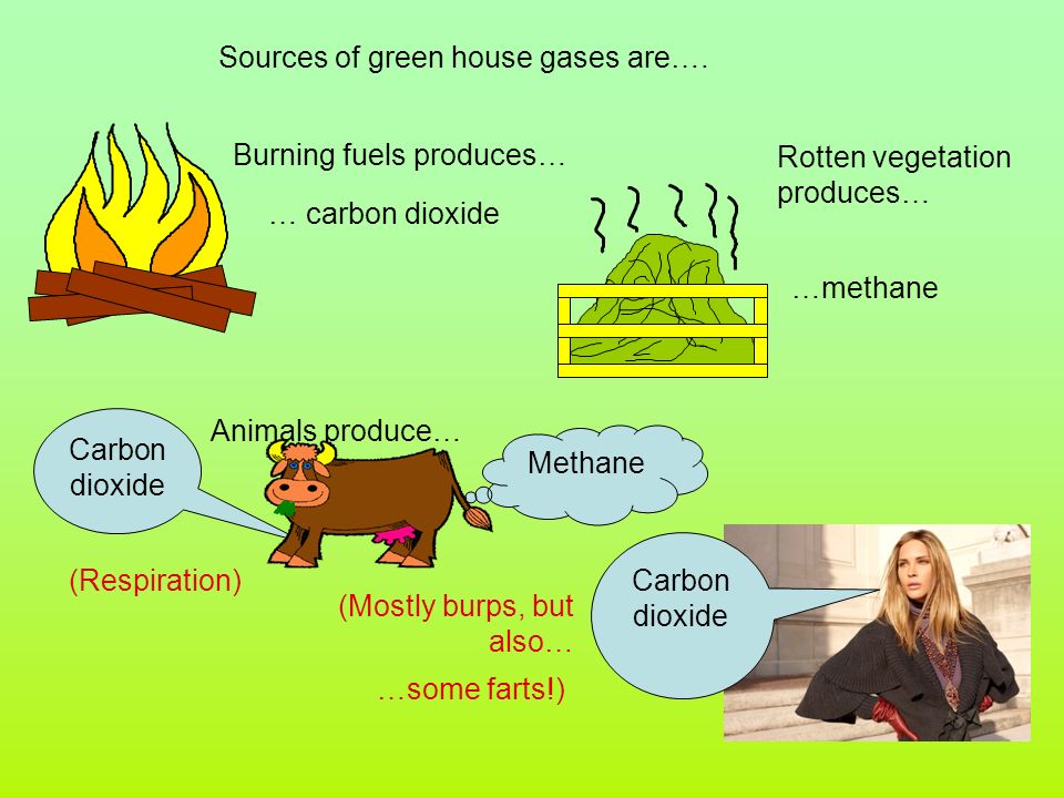 … carbon dioxide …methane Carbon dioxide Methane (Respiration) (Mostly burps, but also… …some farts!) Burning fuels produces… Animals produce… Rotten vegetation produces… Sources of green house gases are….