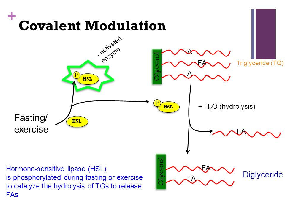 the effect of the enzyme catecholase on the catalysis of catechol to benzoquinone essay Catecholase enzyme essay catecholase experiment with potato catecholase-catalyzed experiment catecholase in apples compare search ( please select at least 2. the effect of the enzyme catecholase on the catalysis of catechol to benzoquinone essay Catecholase enzyme essay catecholase experiment with potato catecholase-catalyzed experiment catecholase in apples compare search ( please select at least 2.