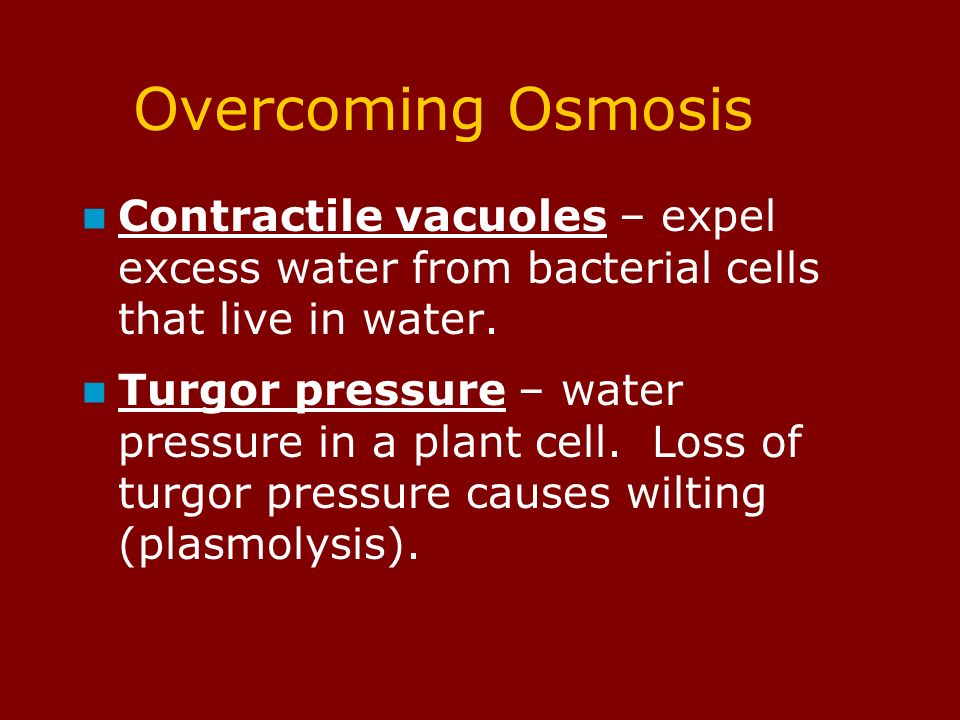 Overcoming Osmosis Contractile vacuoles – expel excess water from bacterial cells that live in water.