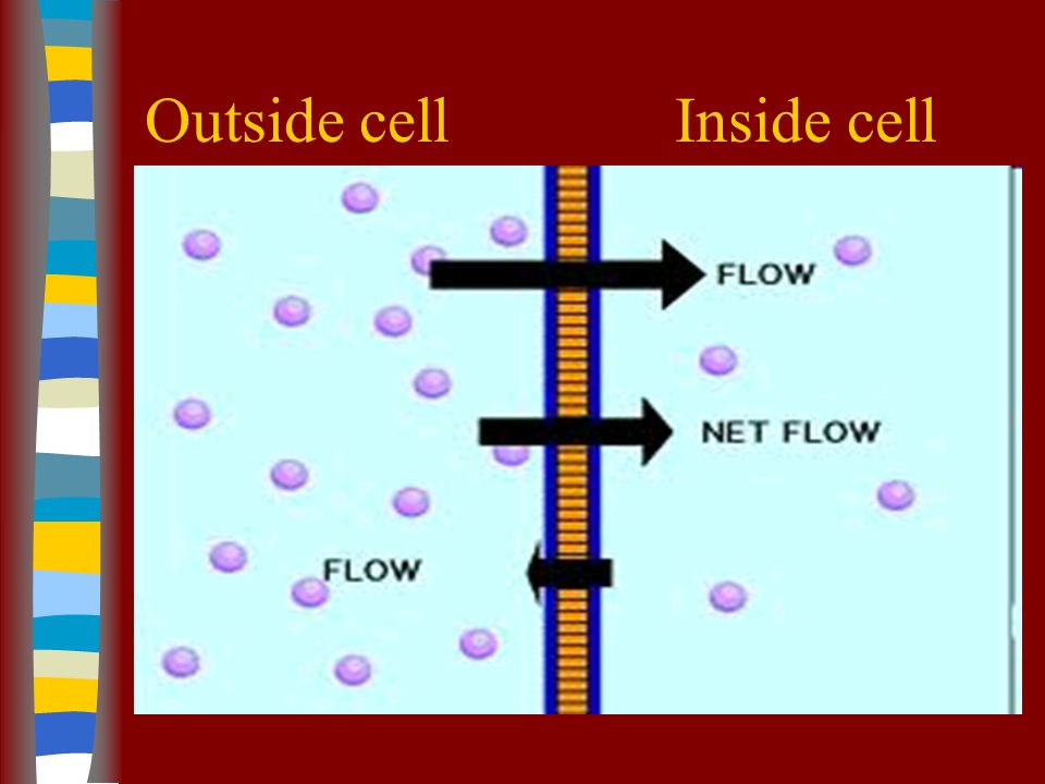 Outside cell Inside cell