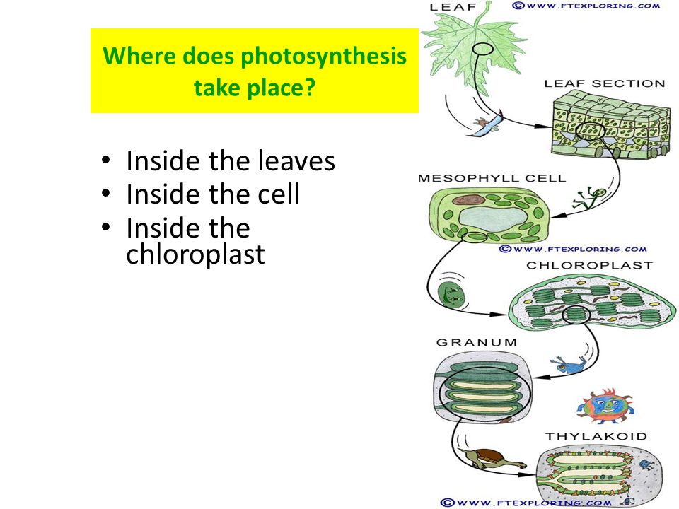 photosythesis takes photosythesis takes
