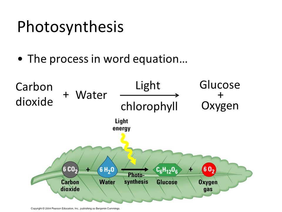 photosythesis to Photosynthesis photosynthesis is the process by which organisms that contain the pigment chlorophyll convert light energy into chemical energy which can be stored in the molecular bonds of organic molecules (eg, sugars. photosythesis to Photosynthesis photosynthesis is the process by which organisms that contain the pigment chlorophyll convert light energy into chemical energy which can be stored in the molecular bonds of organic molecules (eg, sugars.