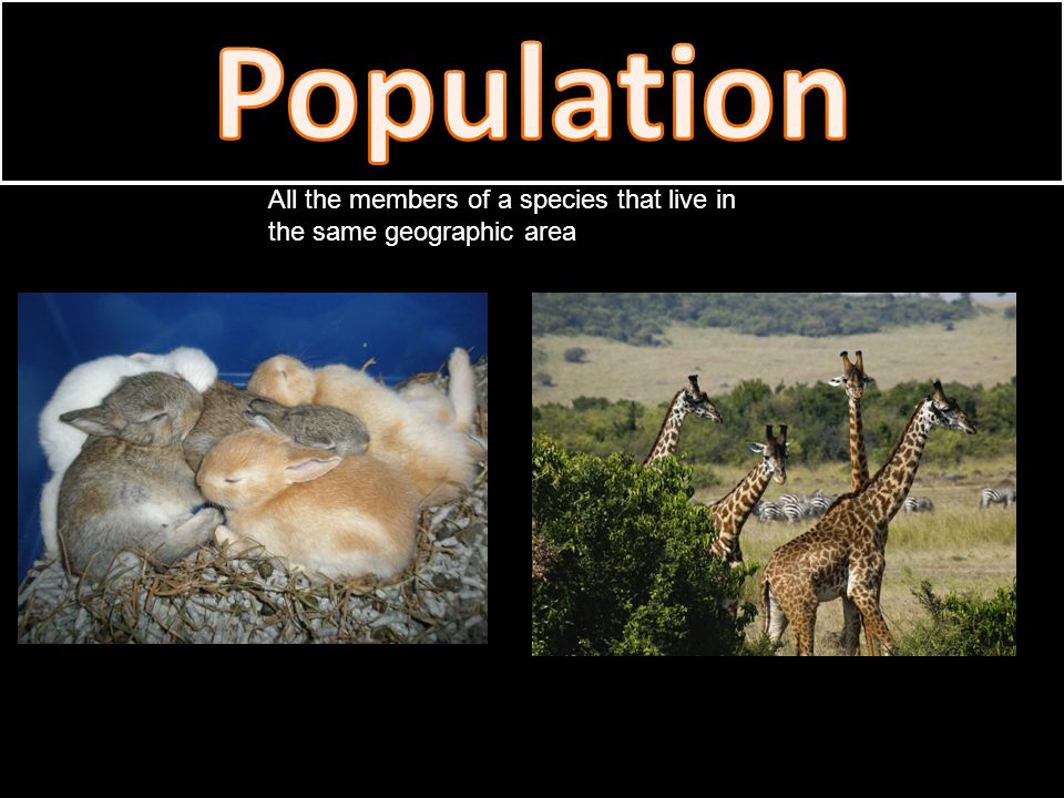 Biosphere Biome Ecosystem Community Population All the members of a species that live in the same geographic area Species A group of organisms so similar to one another that they can breed and produce fertile offspring