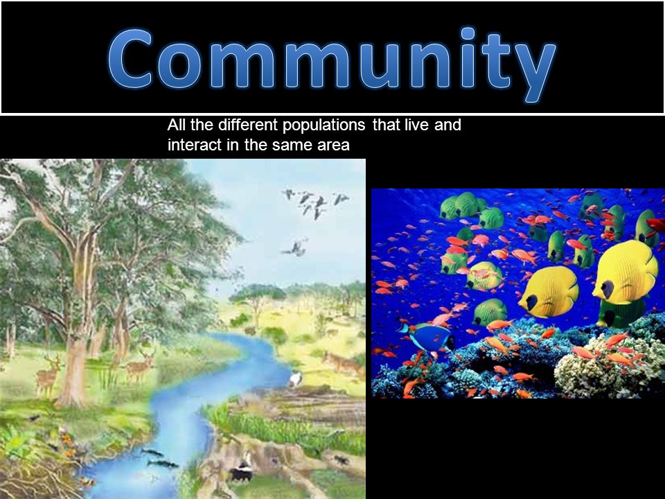 Biosphere Biome Ecosystem Community All the different populations that live and interact in the same area Population All the members of a species that live in the same geographic area Species A group of organisms so similar to one another that they can breed and produce fertile offspring