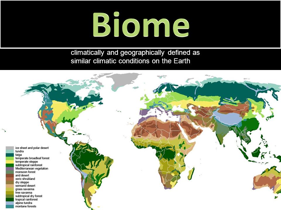 Biosphere Biome climatically and geographically defined as similar climatic conditions on the Earth Ecosystem Includes all the communities in an area, as well as the abiotic factors Community All the different populations that live and interact in the same area Population All the members of a species that live in the same geographic area Species A group of organisms so similar to one another that they can breed and produce fertile offspring