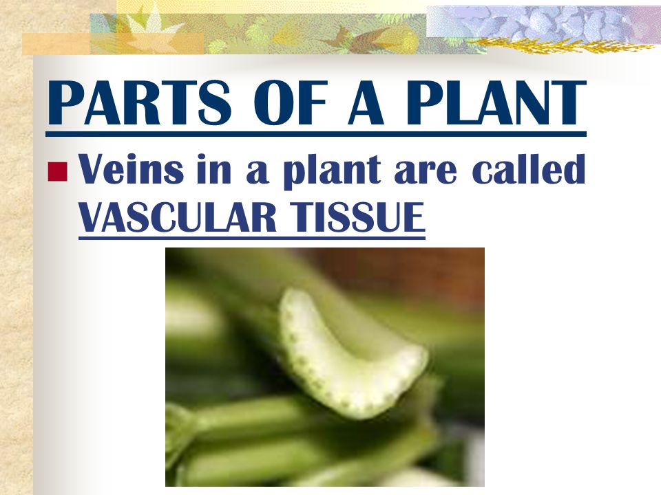 Transport substances between roots and leaves (through veins)