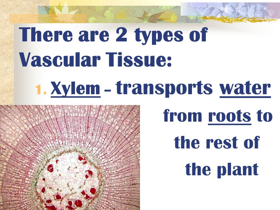 PARTS OF A PLANT Veins in a plant are called VASCULAR TISSUE