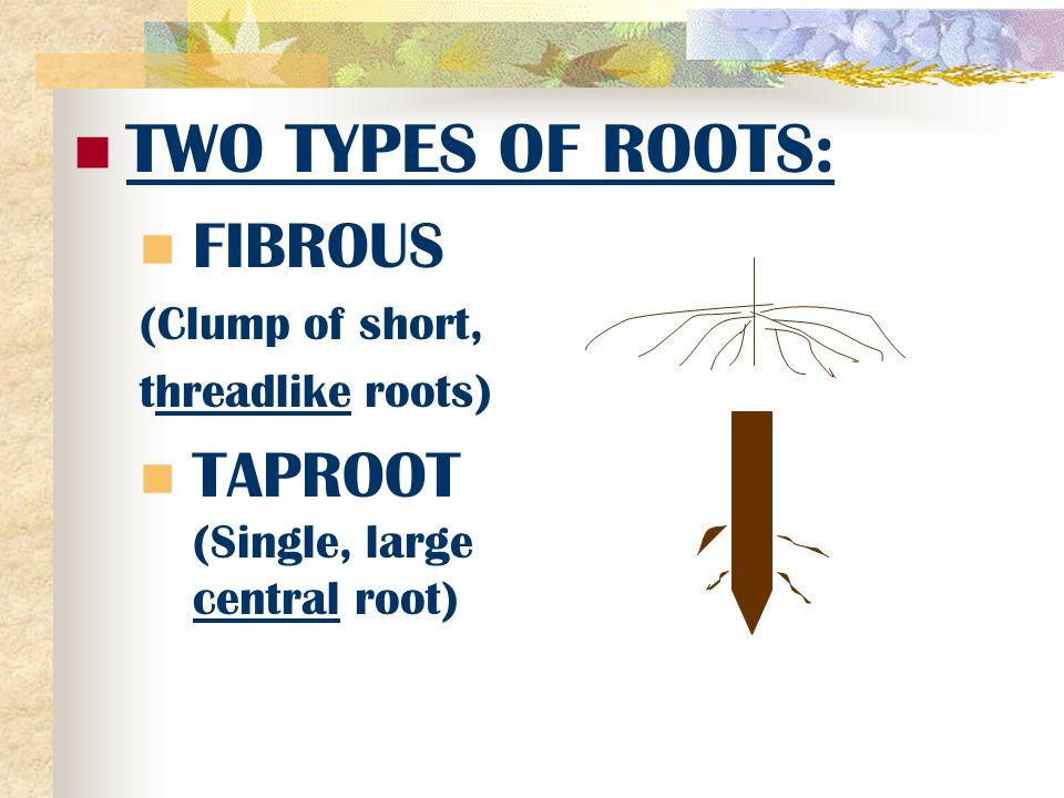 ROOTS –absorb water and nutrients and anchor the plant to the ground