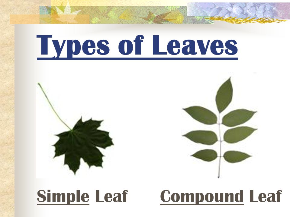 Leaves – where light is absorbed and photosynthesis is carried out BLADE VEIN PETIOLE